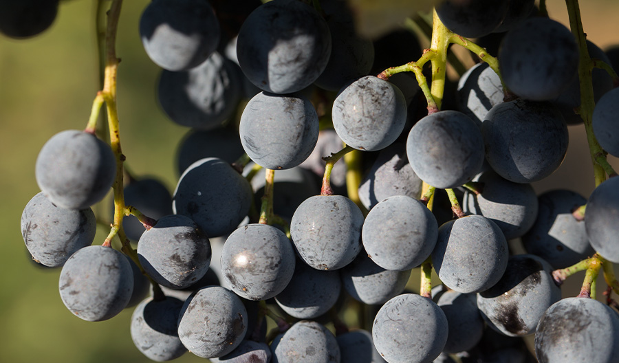 Can California Zinfandel Get Its Groove Back? | Proof By Southern Glazer's