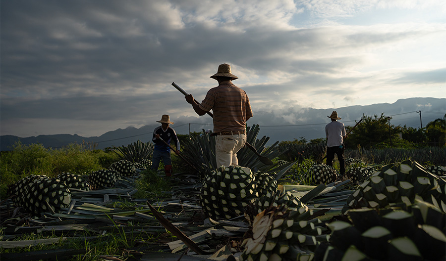 The Different Mezcal Classifications and Varieties | Proof By Southern ...